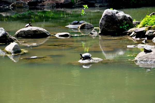 A pond with some turtles